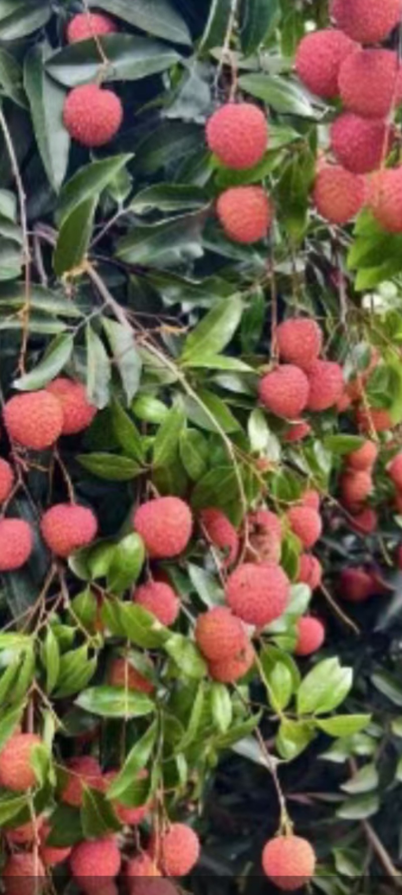 桂味荔枝