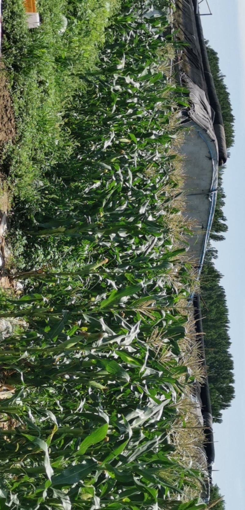 玉米336北京房山