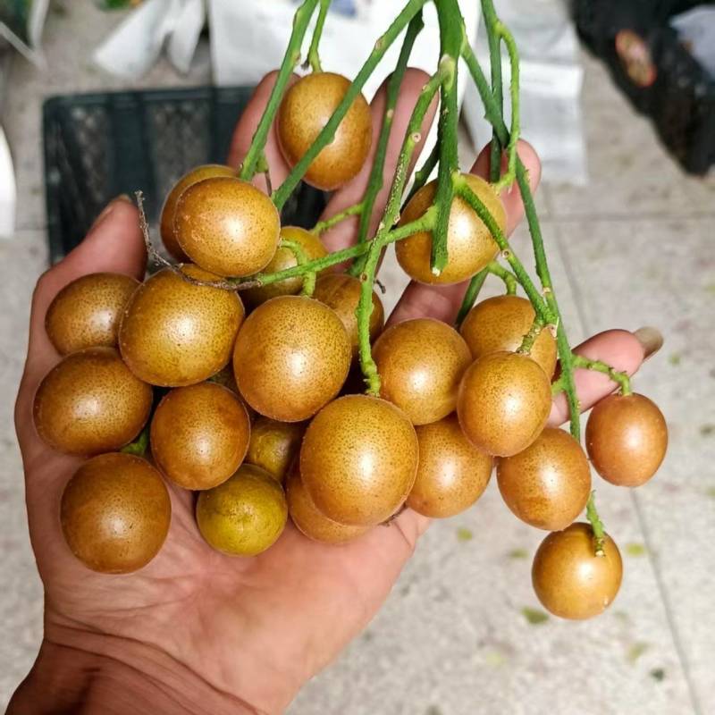 鸡心黄皮果供应湛江揭阳肇庆清远梅州阳江汕尾河源韶关云浮等