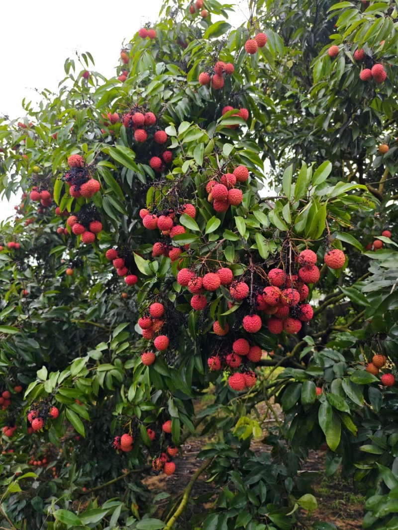 桂味荔枝
