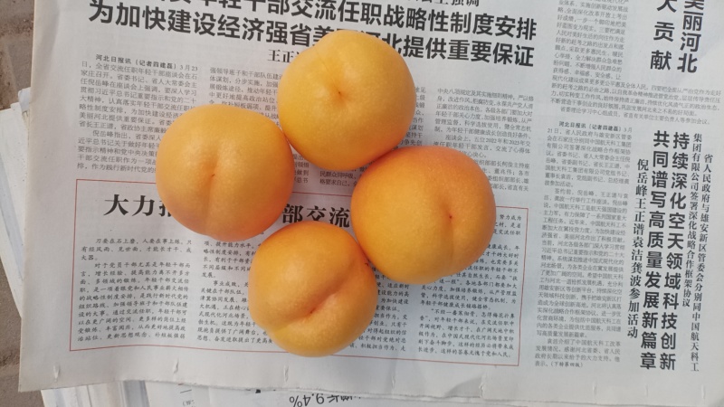 本地突围，有货