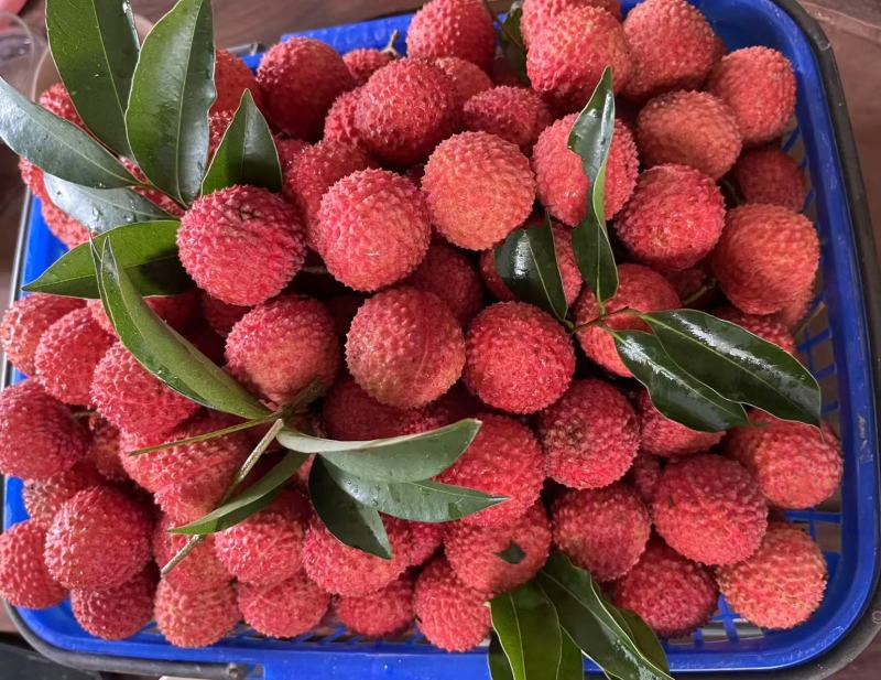 广东桂味荔枝大量接单现摘现发品质保证欢迎来电
