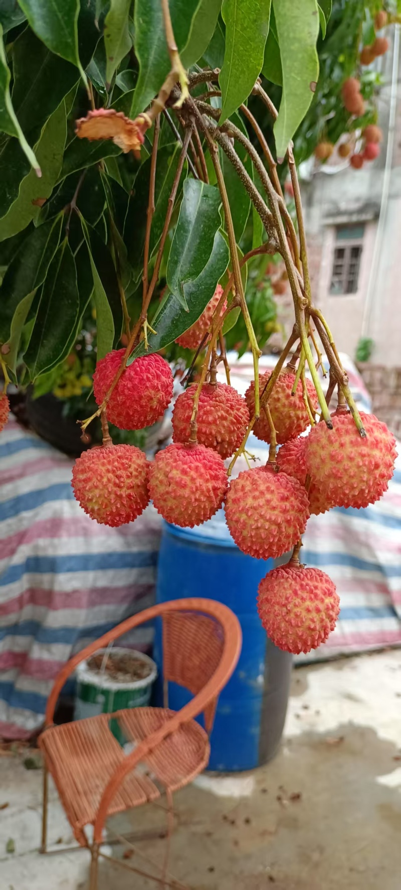 广东桂味荔枝大量接单现摘现发品质保证欢迎来电