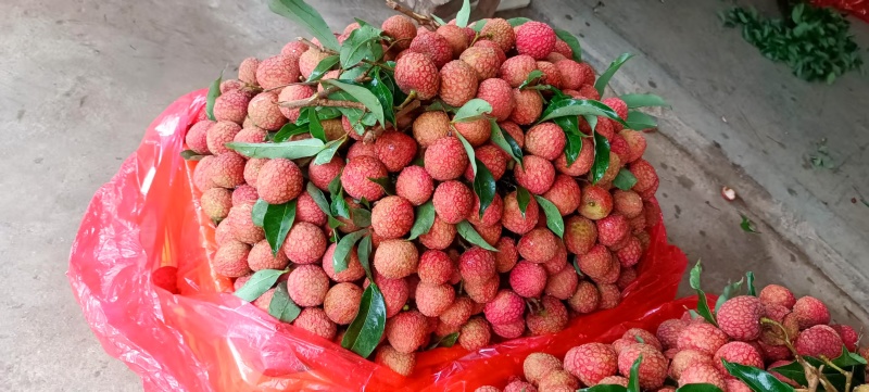 广东桂味荔枝大量接单现摘现发品质保证欢迎来电