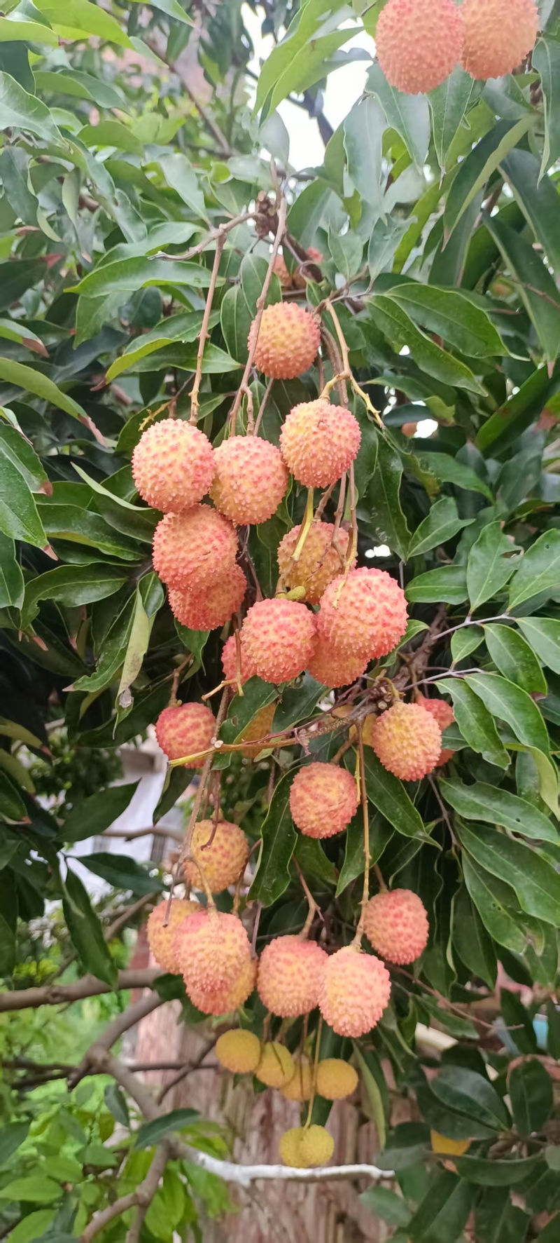 广东桂味荔枝大量接单现摘现发品质保证欢迎来电