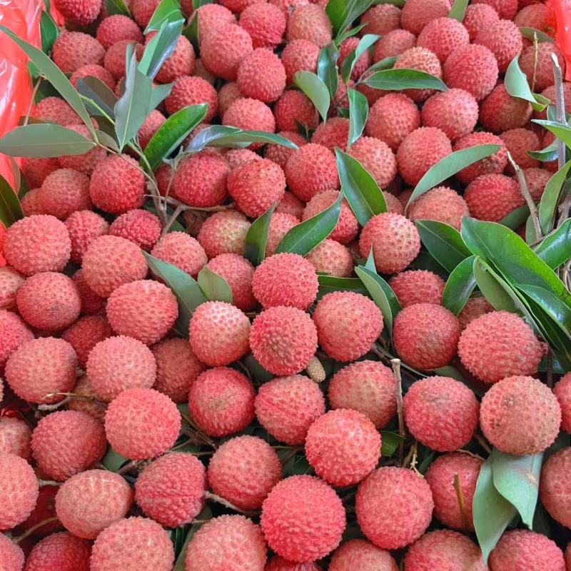 【推荐】桂味荔枝大量接单品质保证量大从优欢迎咨询