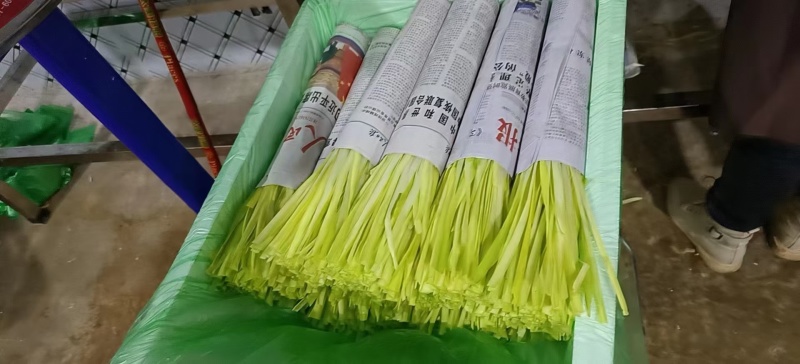 长把48公分韭黄，基地直销对接电商团购供应链一件代发