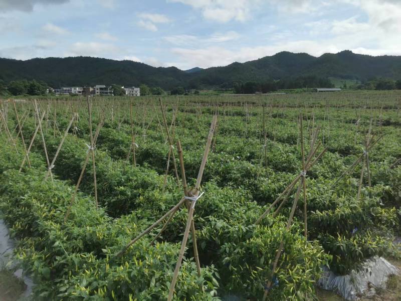 江西龙南小米辣大量上市，产地直供品质保证价格合理全国发货