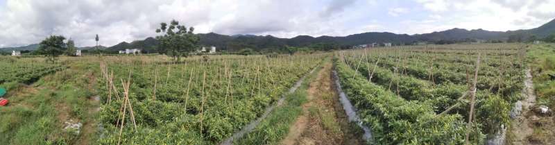 江西龙南小米辣大量上市，产地直供品质保证价格合理全国发货