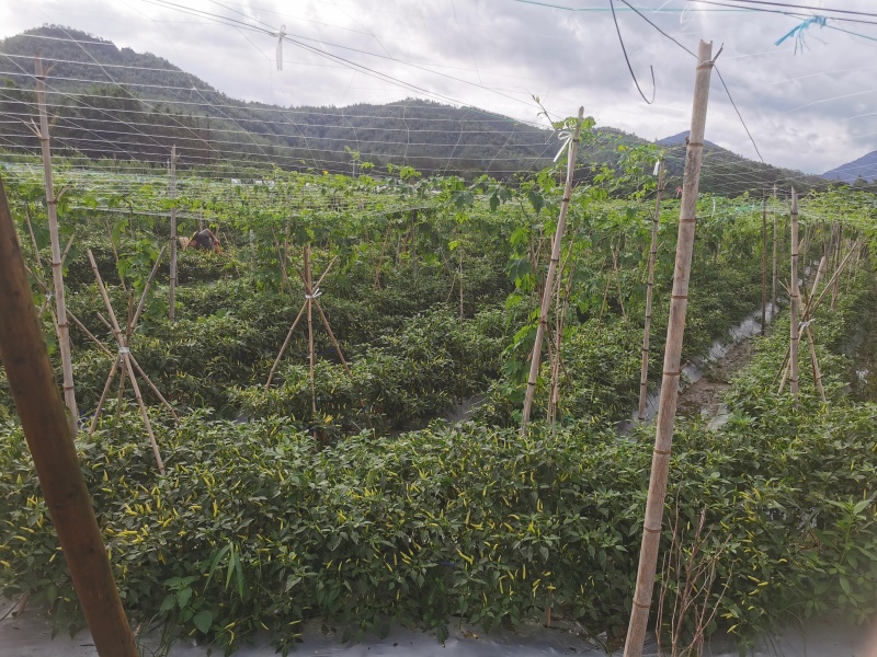 江西龙南小米辣大量上市，产地直供品质保证价格合理全国发货