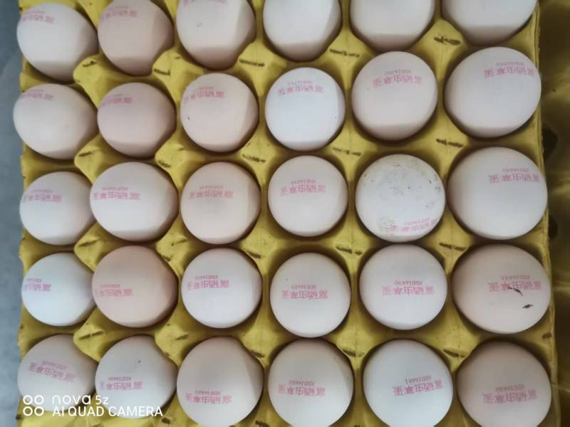 河北虫草鸡蛋厂家供应，对接市场商超团购等，欢迎老板咨询。