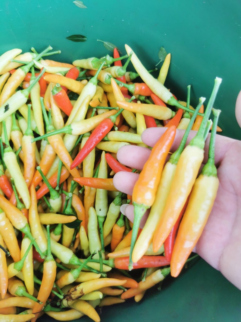 精品黄米椒，小米辣产地直供，品质保证诚信经营，一条龙服务