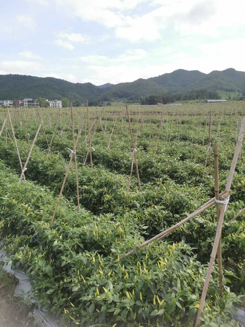 精品黄米椒，小米辣产地直供，品质保证诚信经营，一条龙服务