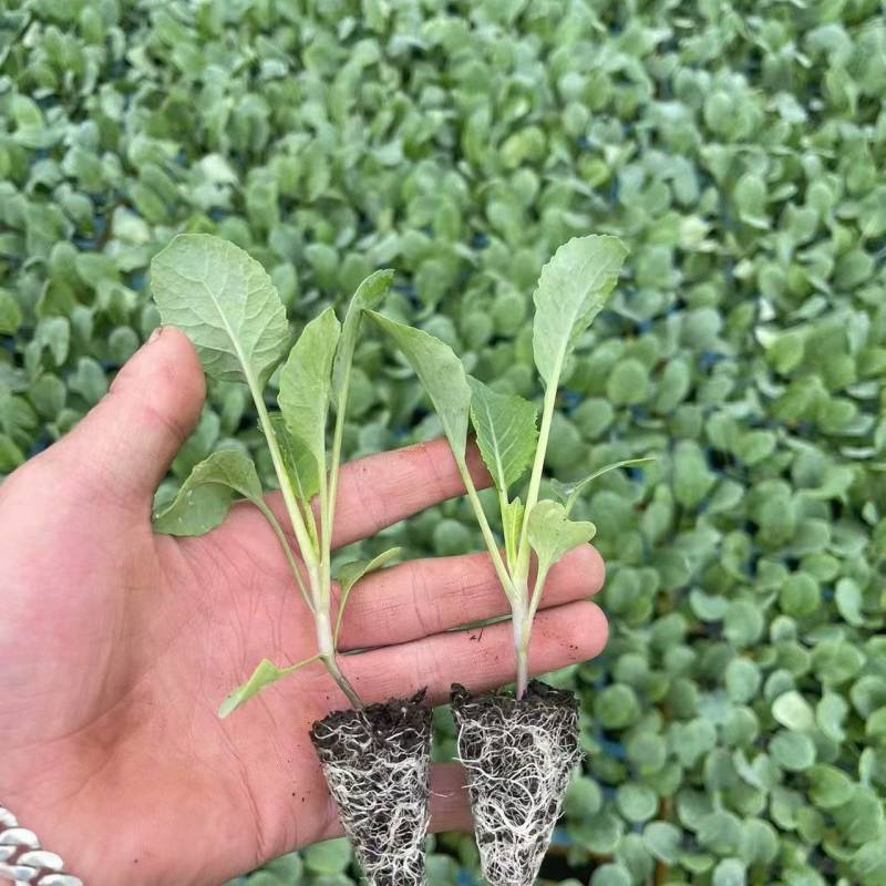 热卖中松花苗有机花菜苗产量高根系发达成活率高欢迎联系