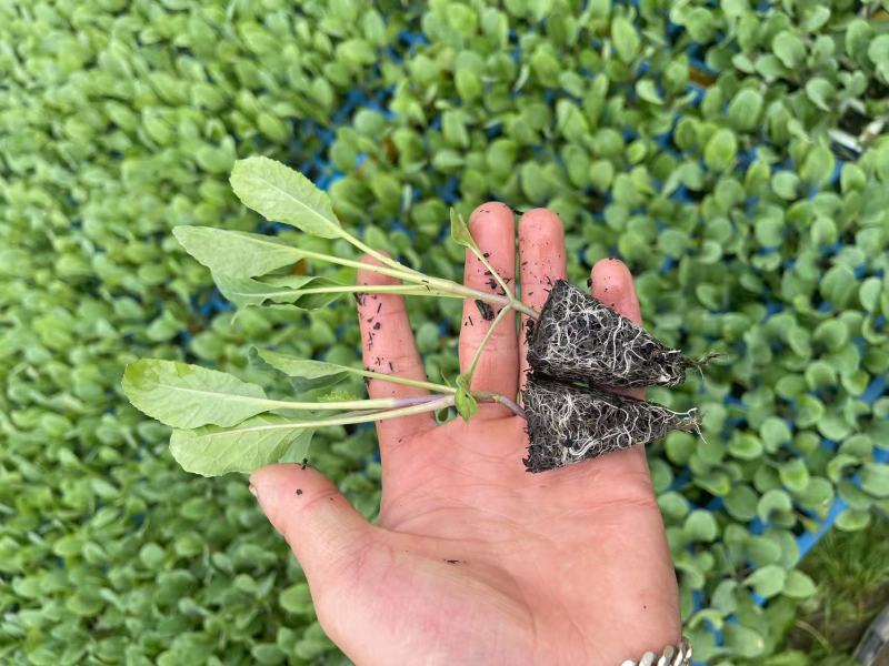 热卖中松花苗有机花菜苗产量高根系发达成活率高欢迎联系