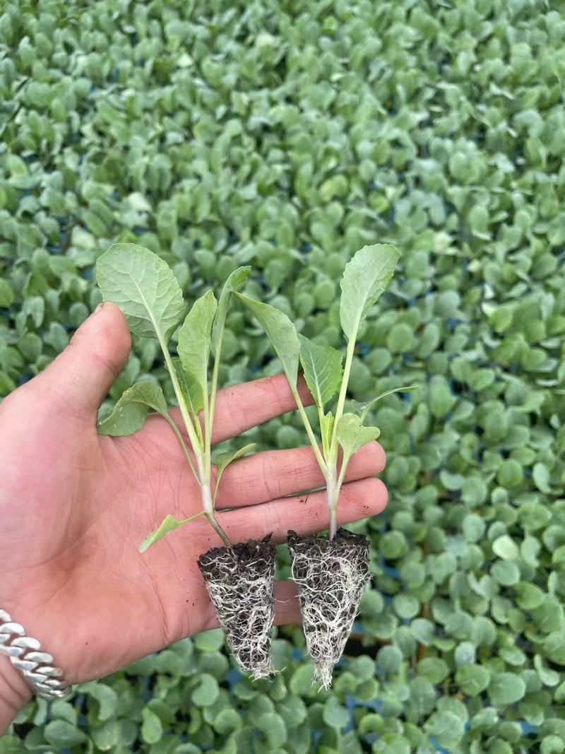 热卖中松花苗有机花菜苗产量高根系发达成活率高欢迎联系