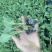 精选铁头苗甘蓝苗包菜苗绿甘蓝苗耐寒耐热根系发达产量高