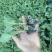 精选铁头苗甘蓝苗包菜苗绿甘蓝苗耐寒耐热根系发达产量高