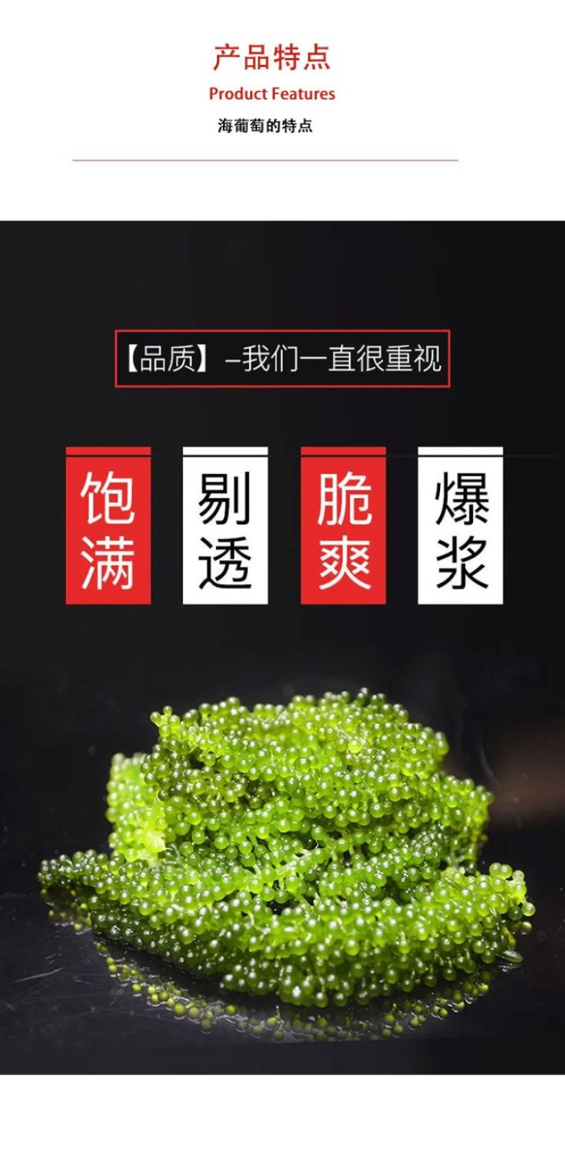 海葡萄