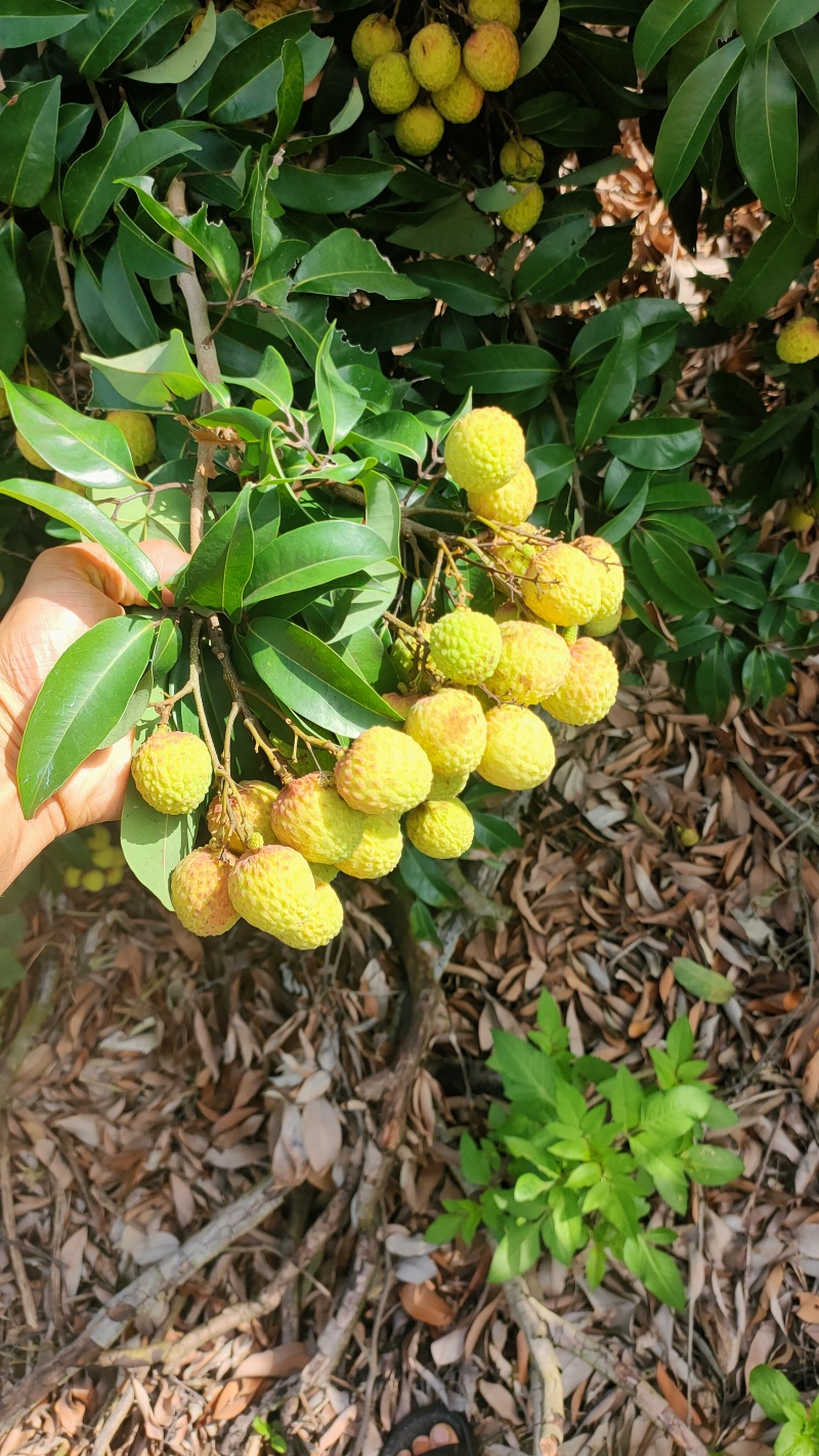 电白荔枝岭丰糯荔枝青青就能吃的荔枝纯甜渣迟熟荔枝