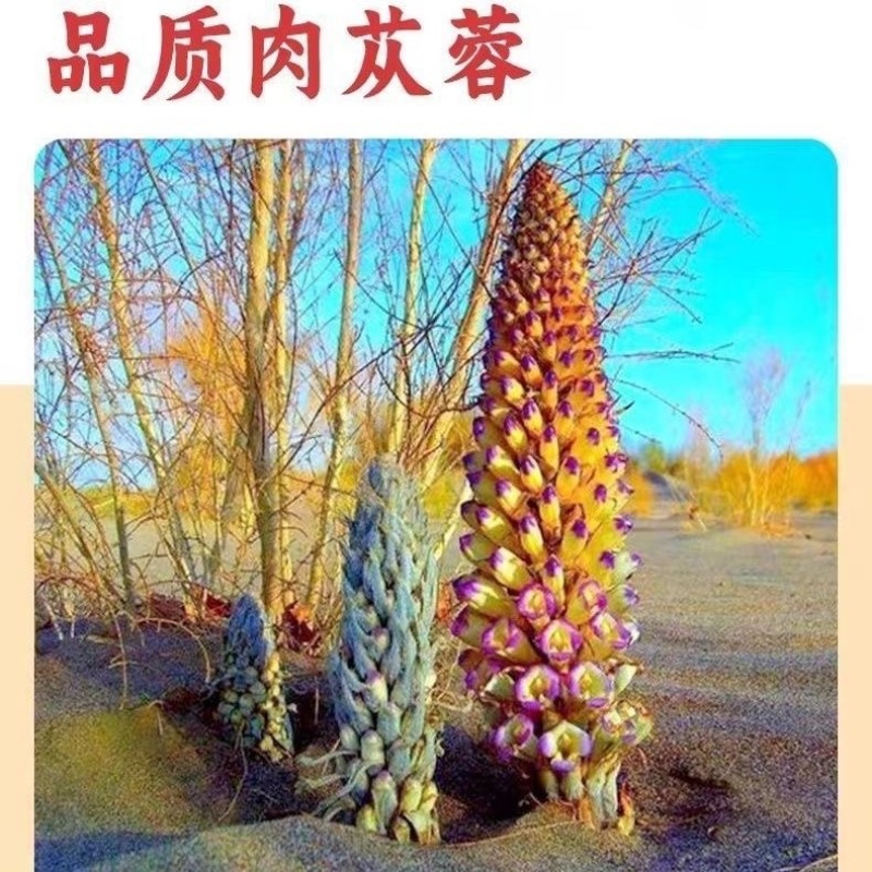 肉苁蓉阿拉善大芸正品特级新疆油苁蓉泡茶泡酒整根秋冬