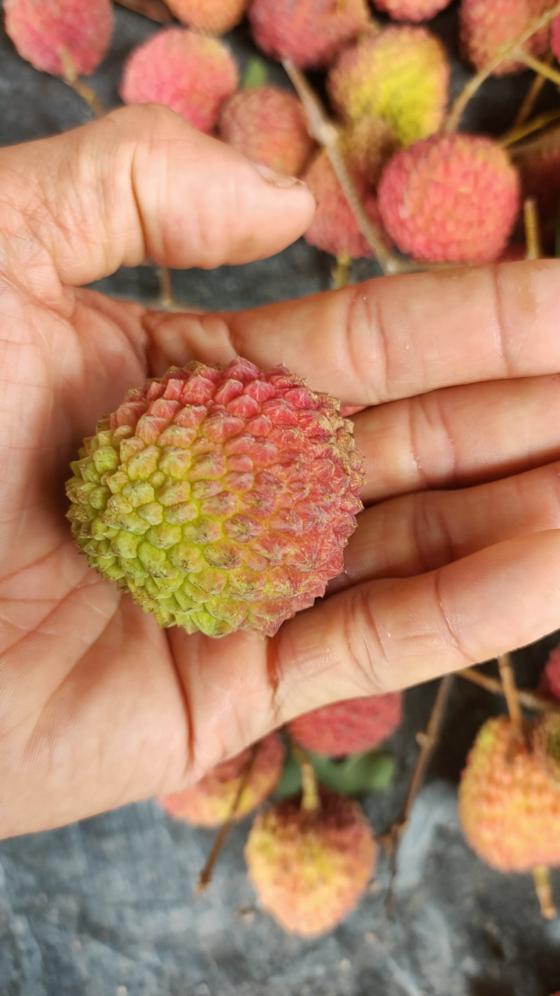凤鸡头荔枝个大籽小肉厚汁水多爽脆清甜糯香味浓郁