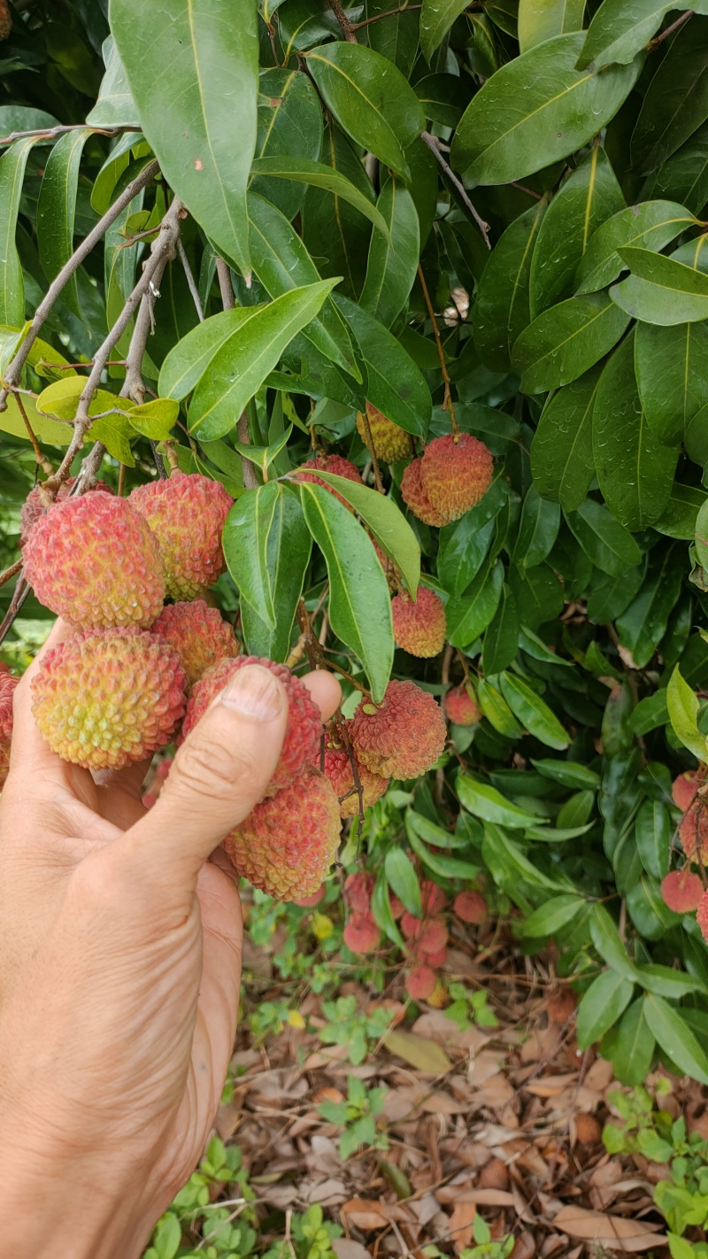 凤鸡头荔枝个大籽小肉厚汁水多爽脆清甜糯香味浓郁