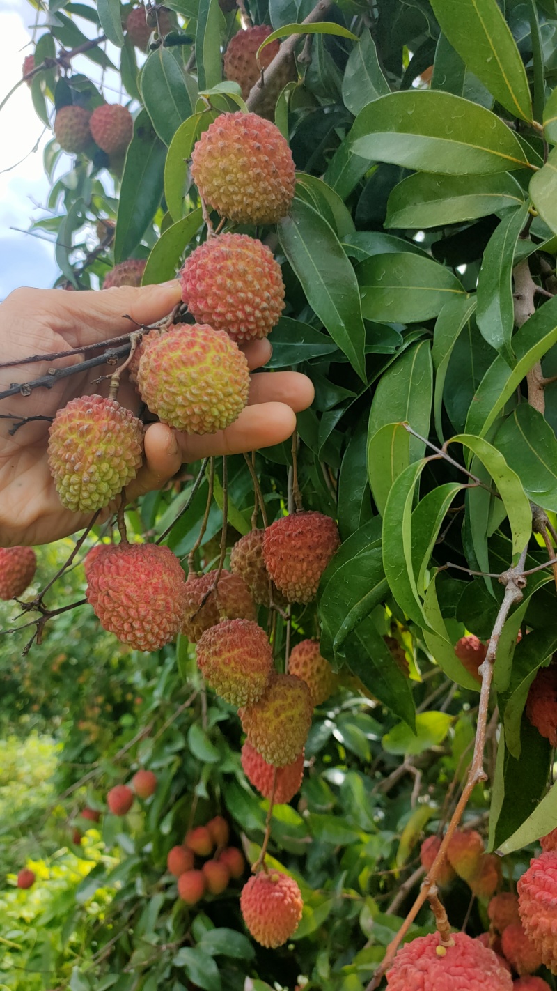 凤鸡头荔枝个大籽小肉厚汁水多爽脆清甜糯香味浓郁
