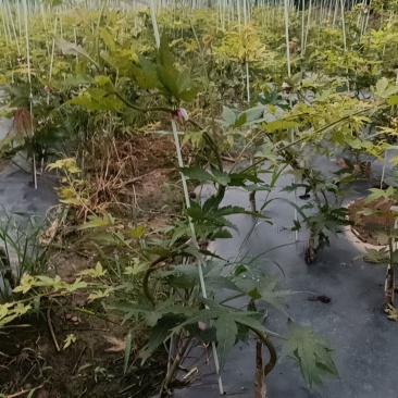 品种枫树，大量供应：青流泉，黄金流泉，羽毛枫，约旦黄金枫