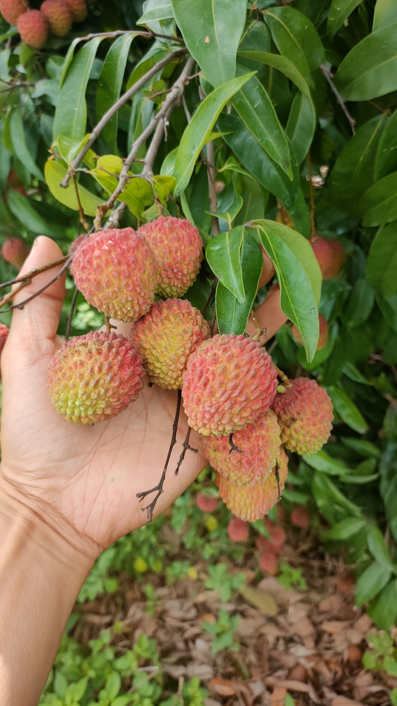 凤鸡头荔枝个大籽小肉厚汁水多爽脆清甜糯香味浓郁