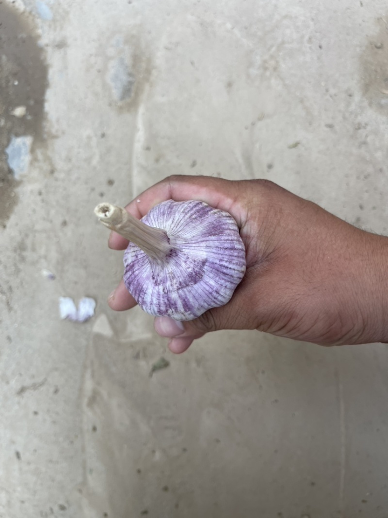济南大青稞蒜种
