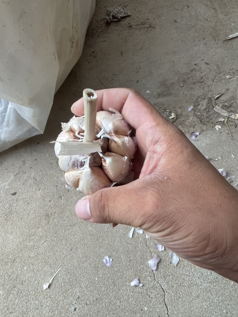 济南大青稞蒜种