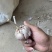济南大青稞蒜种