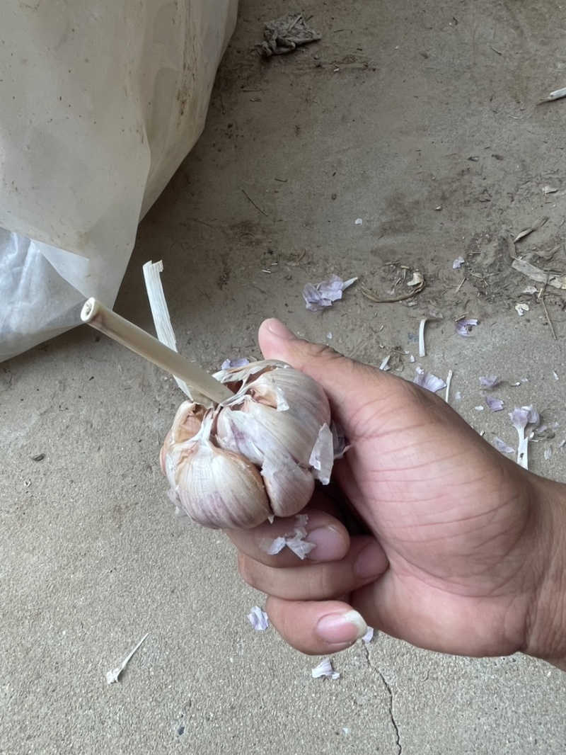 济南大青稞蒜种