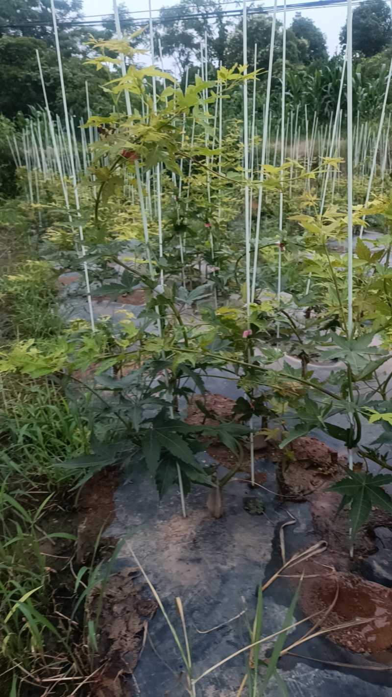 品种枫树，大量供应：青流泉，黄金流泉，羽毛枫，约旦黄金枫