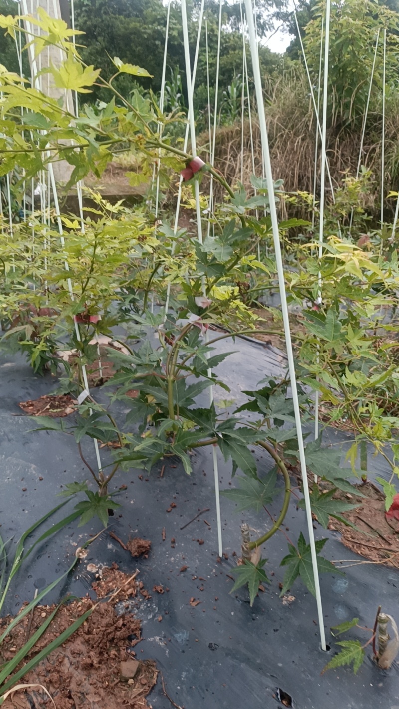 品种枫树，大量供应：青流泉，黄金流泉，羽毛枫，约旦黄金枫