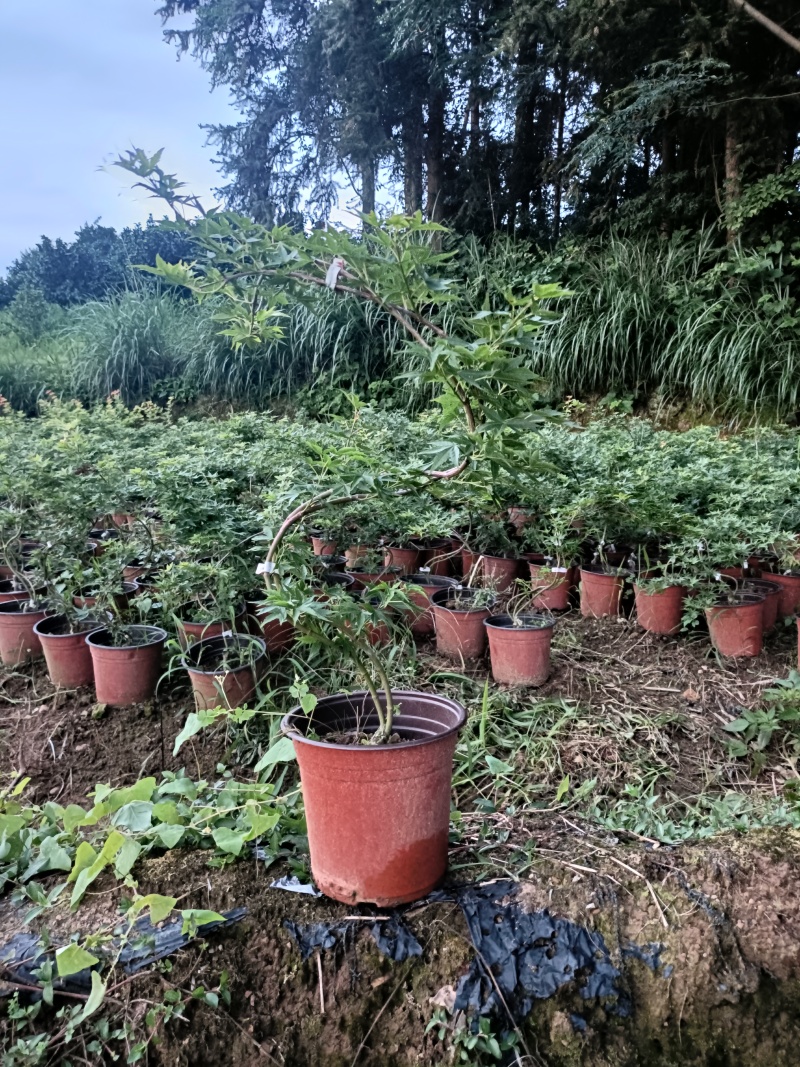 品种枫树，大量供应：青流泉，黄金流泉，羽毛枫，约旦黄金枫