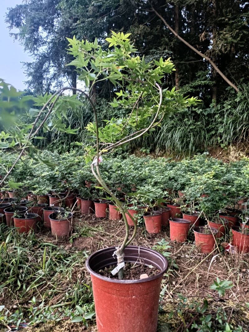 品种枫树，大量供应：青流泉，黄金流泉，羽毛枫，约旦黄金枫
