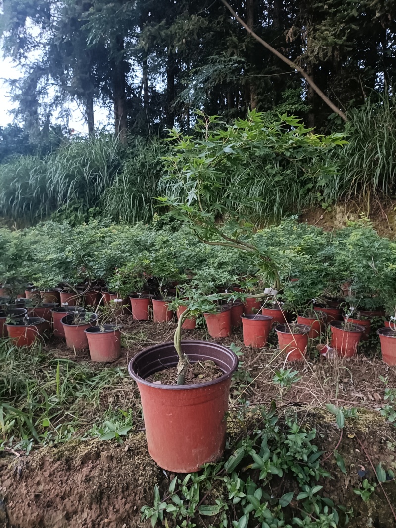 品种枫树，大量供应：青流泉，黄金流泉，羽毛枫，约旦黄金枫