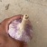 济南大青稞蒜种