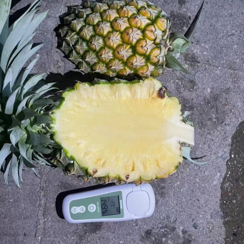 海南甜蜜蜜凤梨16号，大量批发，量大从优