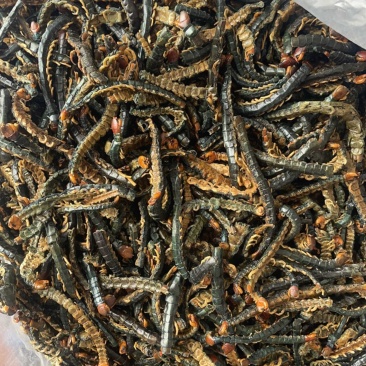 湖北蜈蚣皮，诊所专用性价比高规格齐全欢迎来电