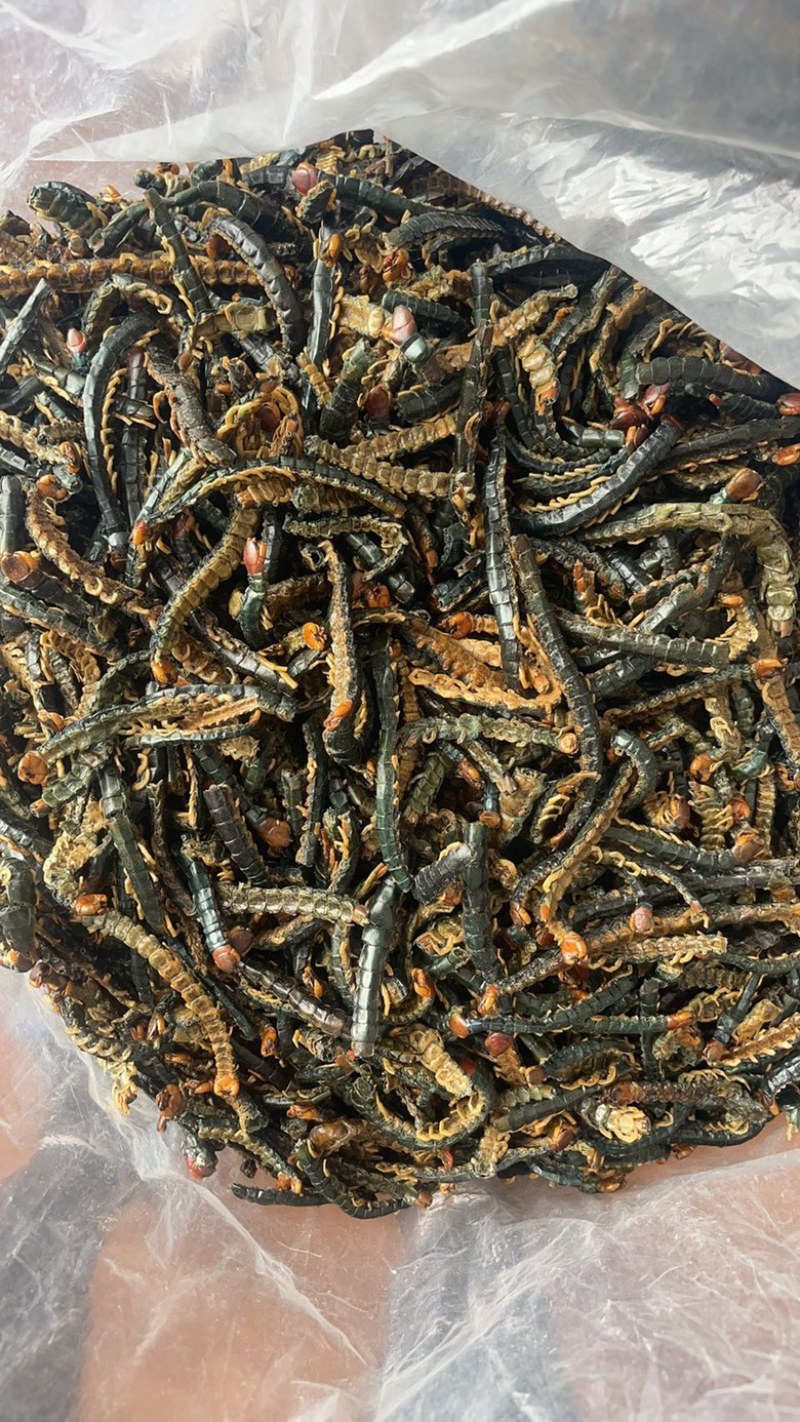 湖北蜈蚣皮，诊所专用性价比高规格齐全欢迎来电