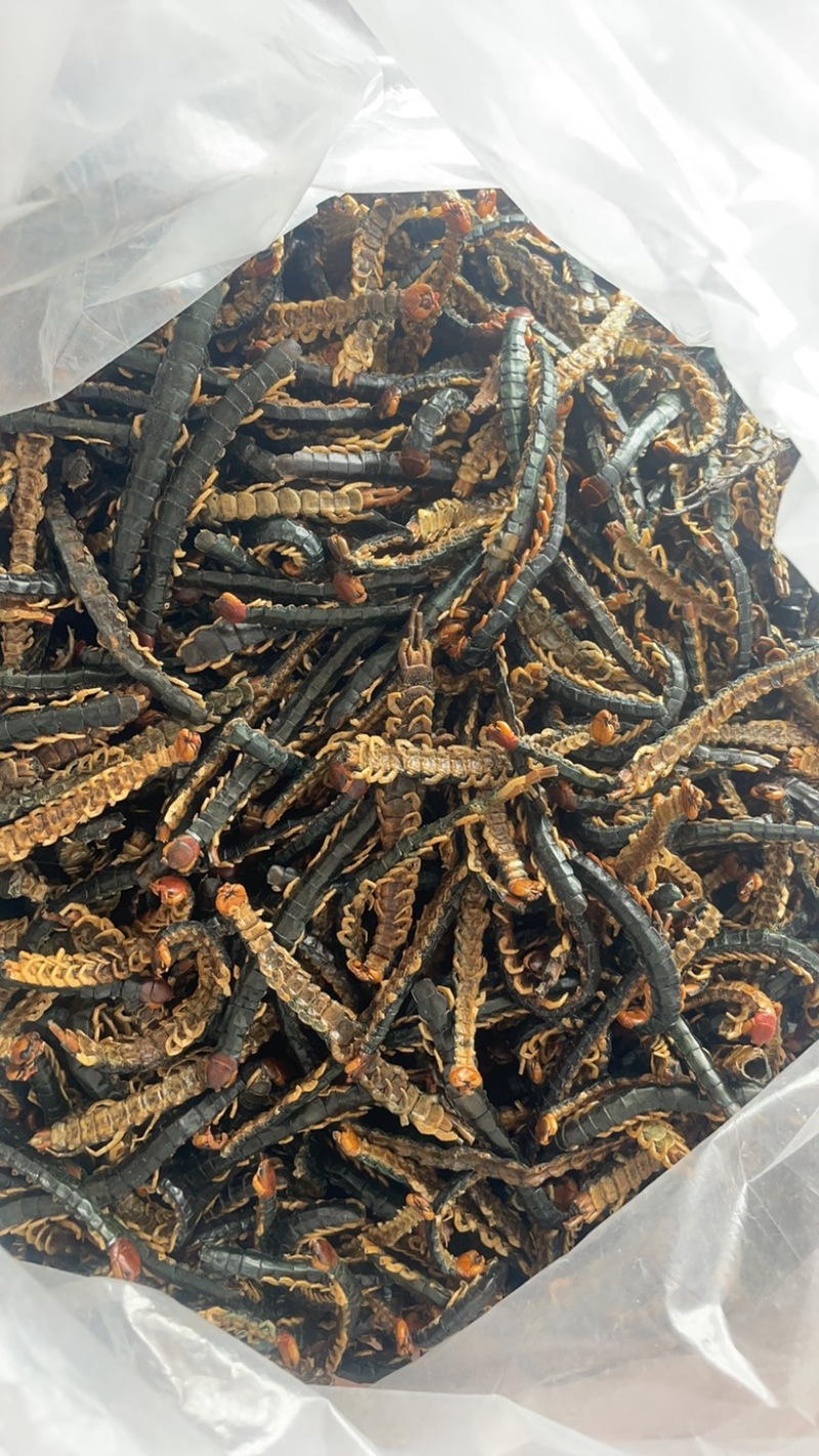 湖北蜈蚣皮，诊所专用性价比高规格齐全欢迎来电