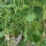 无筋豆王