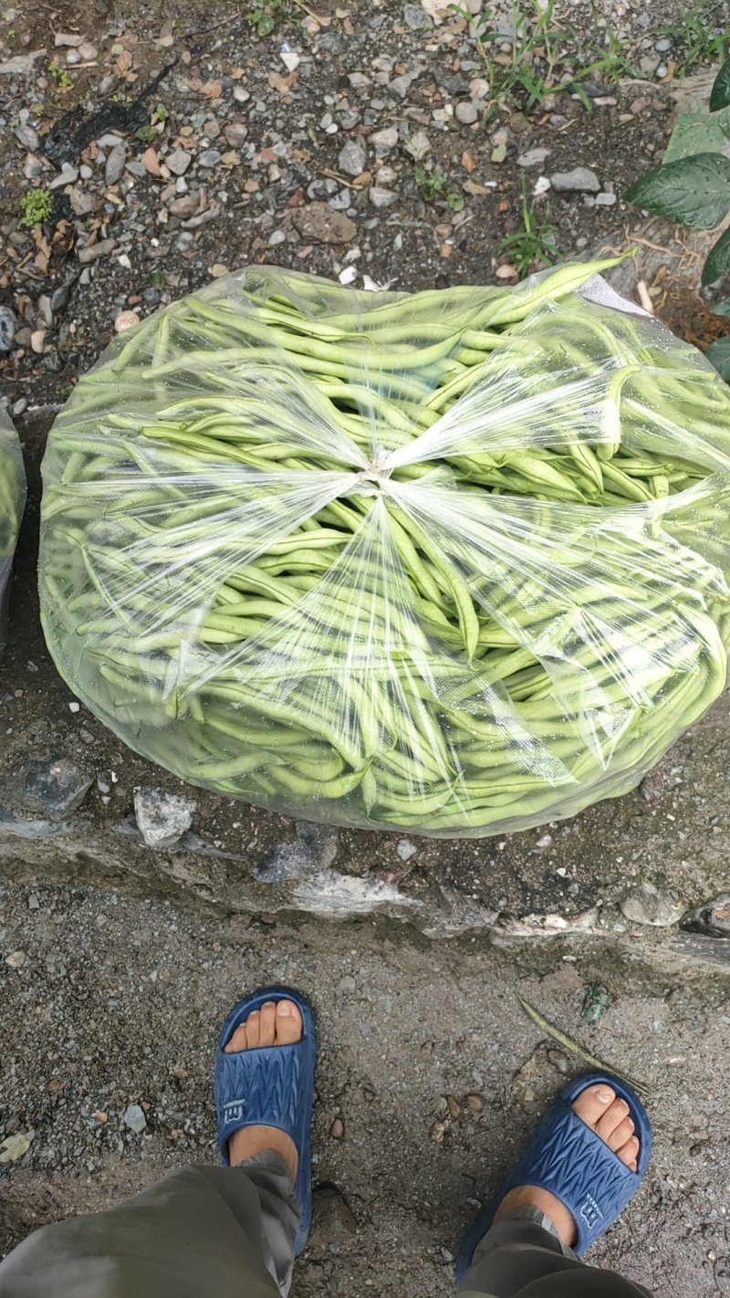 无筋豆王