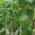 无筋豆王