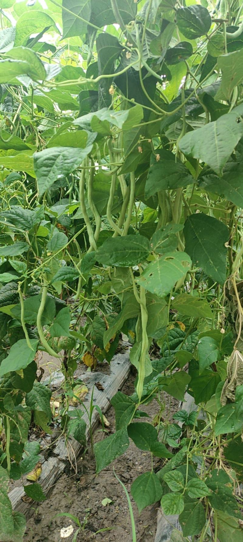 无筋豆王