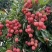 【实力】广州桂味荔枝/增城区桂味荔枝/新鲜荔枝一件代发