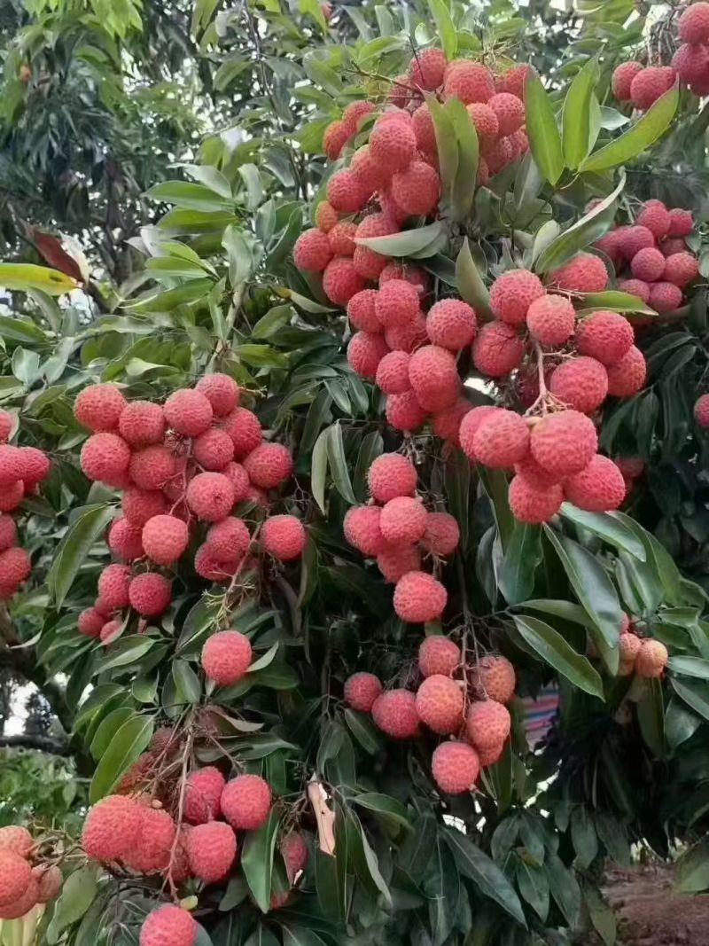 【实力】广州桂味荔枝/增城区桂味荔枝/新鲜荔枝一件代发
